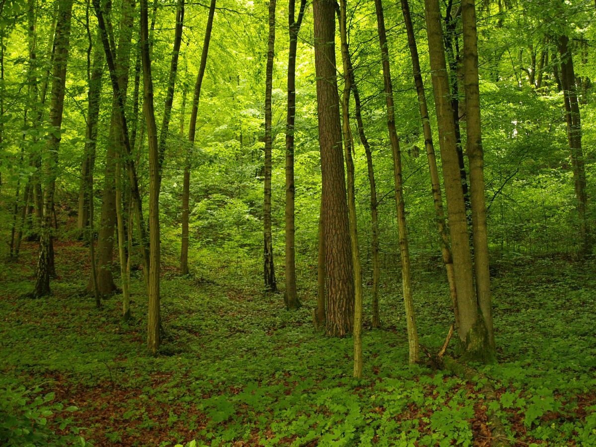 на какой фотографии широколиственный лес
