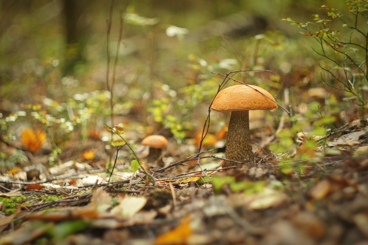 Ранняя осень грибы