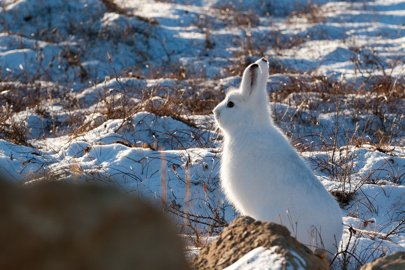 Зайцы фото в природе летом и зимой