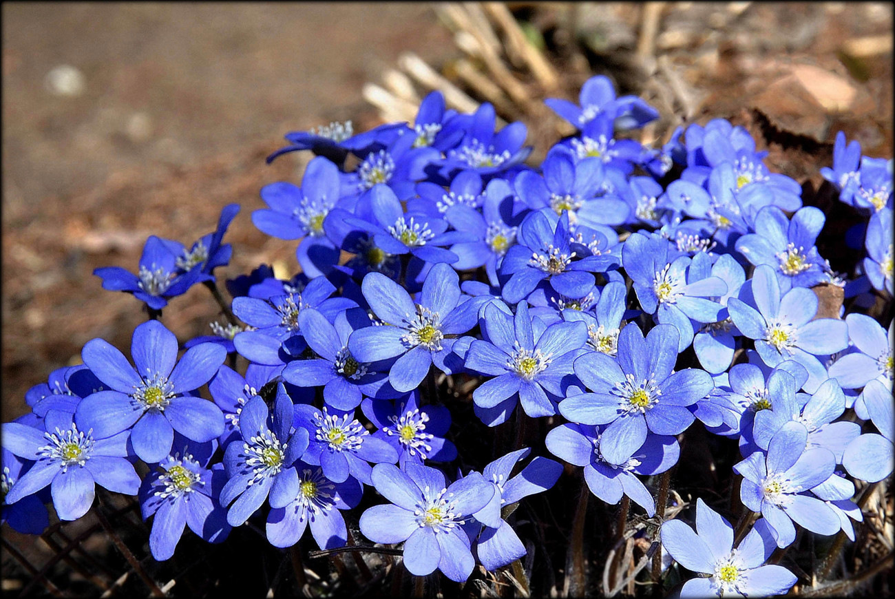 Голубые лесные цветы фото и названия