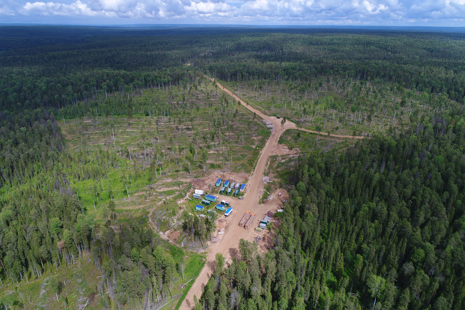 Лес Архангельской области вырубка