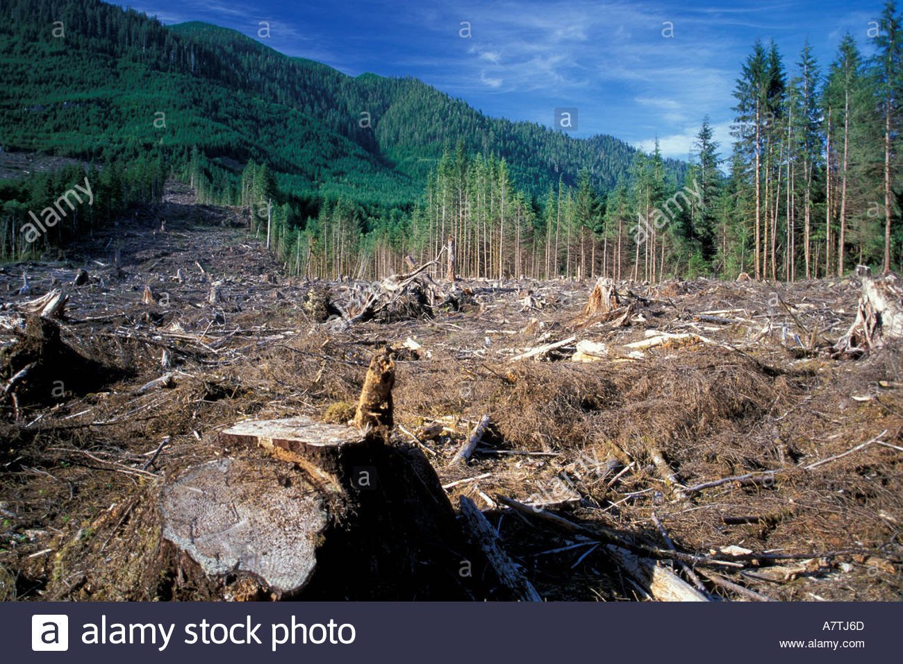 Усть Илимск вырубка лесов