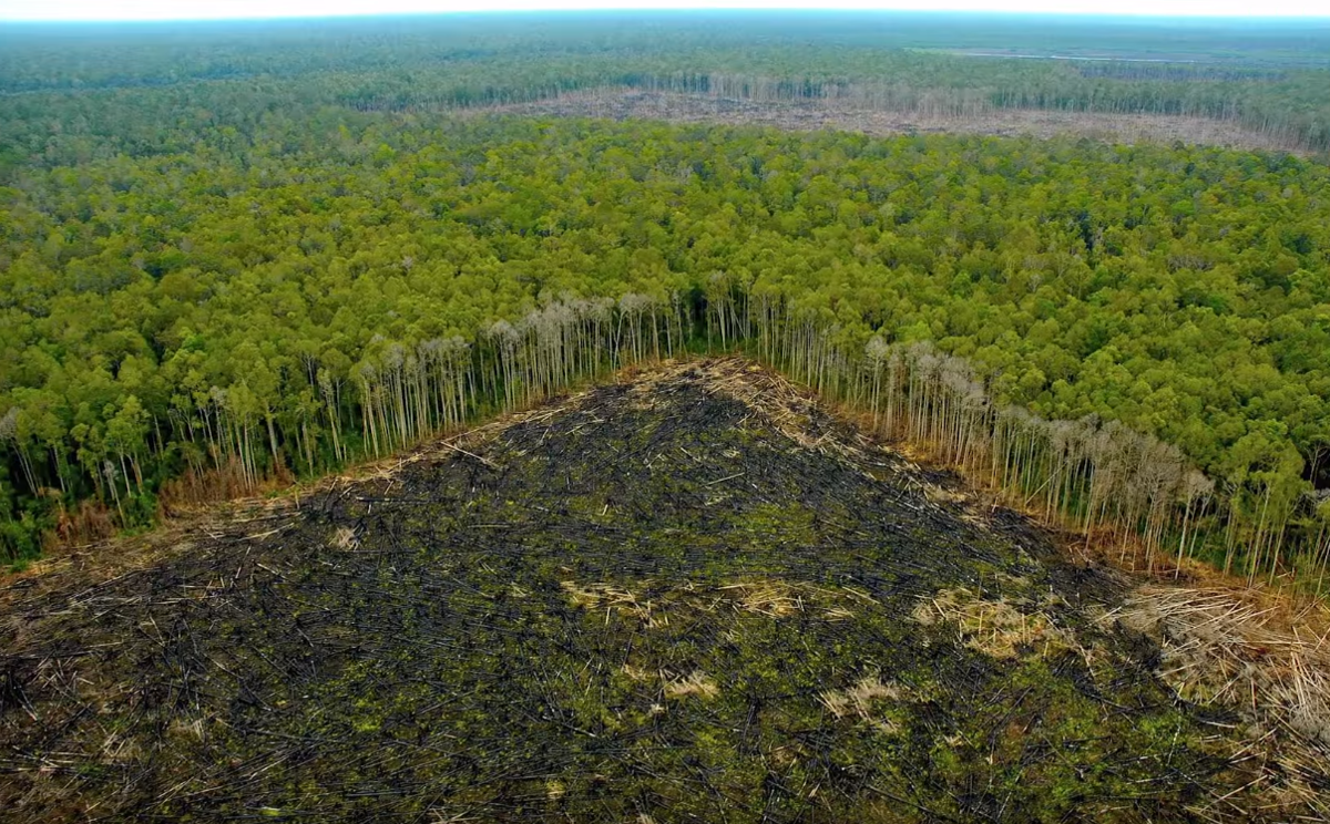 Сведение лесов в бассейнах рек приводит. Долина Мехико обезлесение. Вырубка тропических лесов Амазонии. Обезлесение Бразилии. Обезлесение Амазонка.
