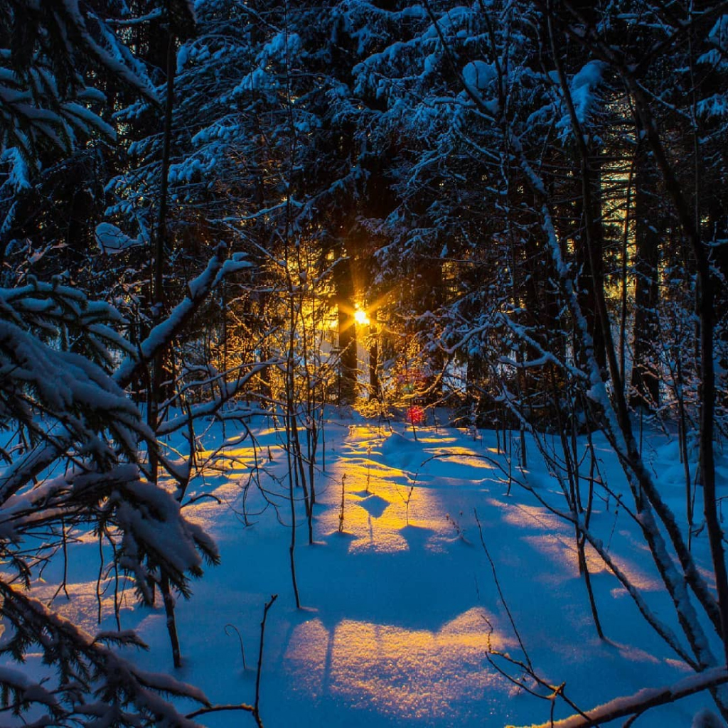 Вечерняя зима в лесу