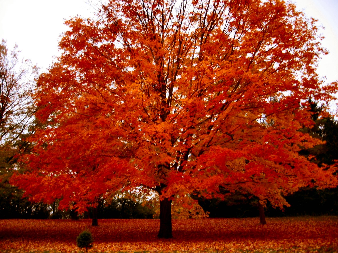 Картинки деревьев осенью. Осеннее дерево. Деревья осенью. Красота осенних деревьев. Клен дерево.