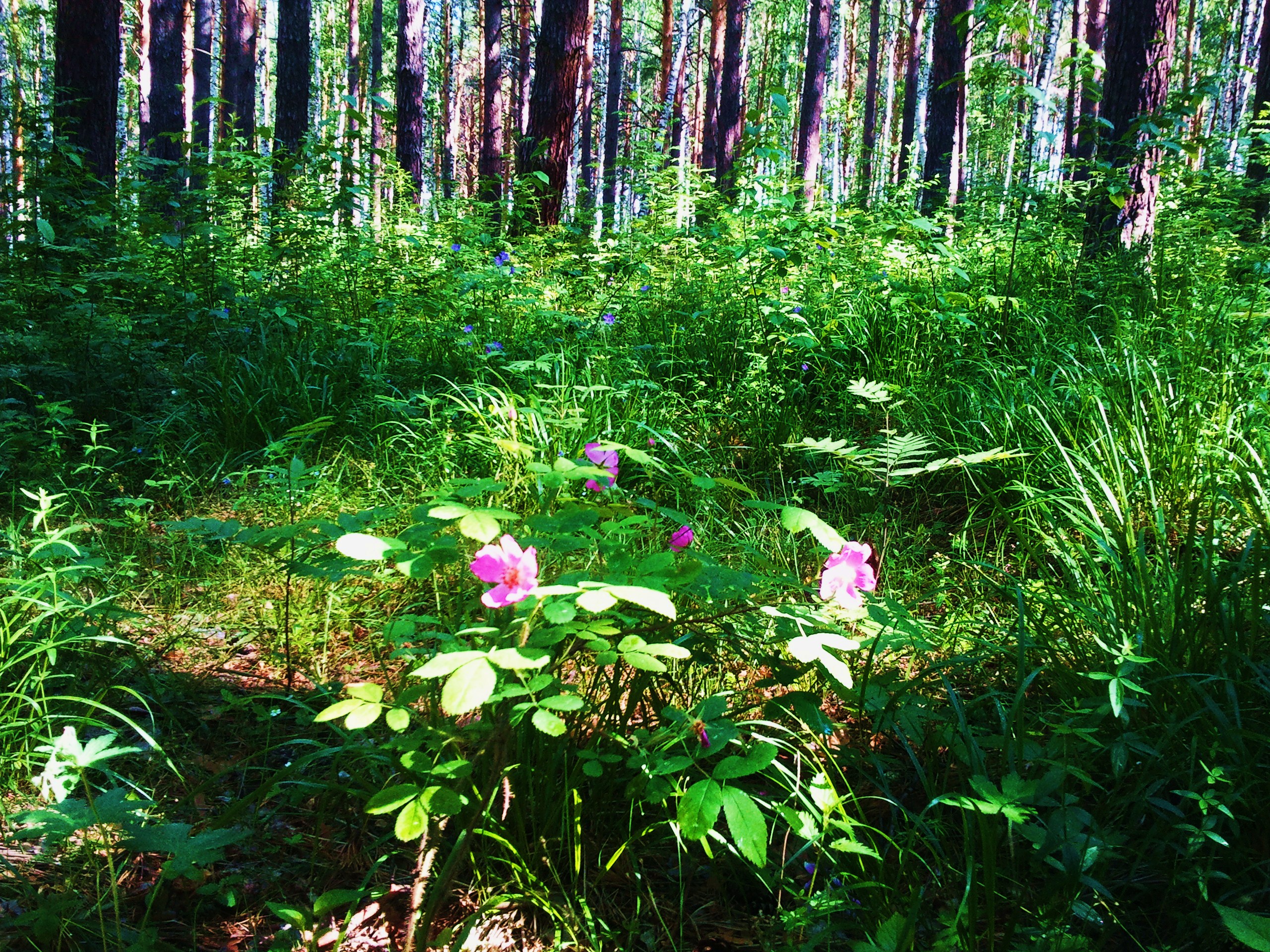 Цветы в лесу в июне