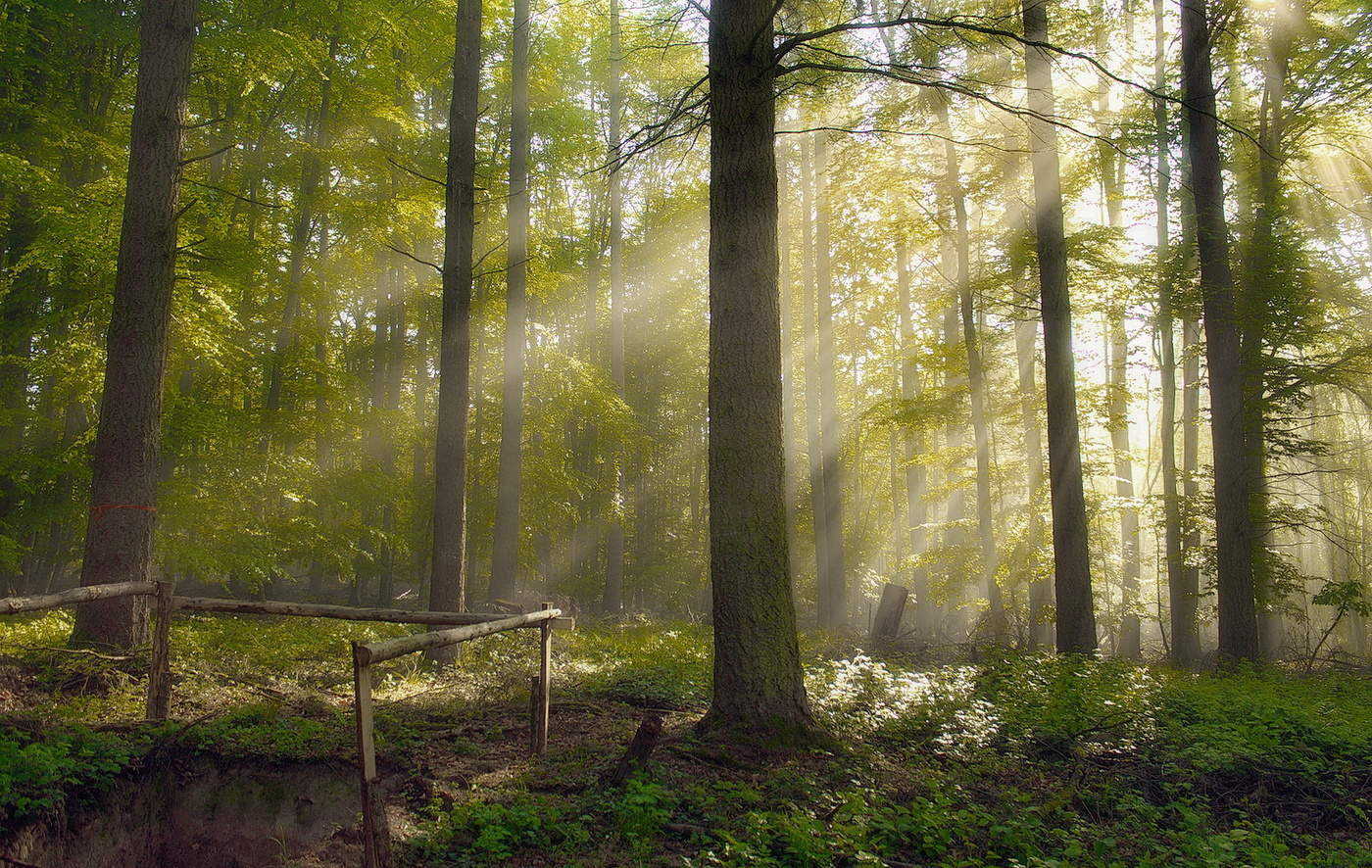 Фото весенний утренний лес туман лучи солнца