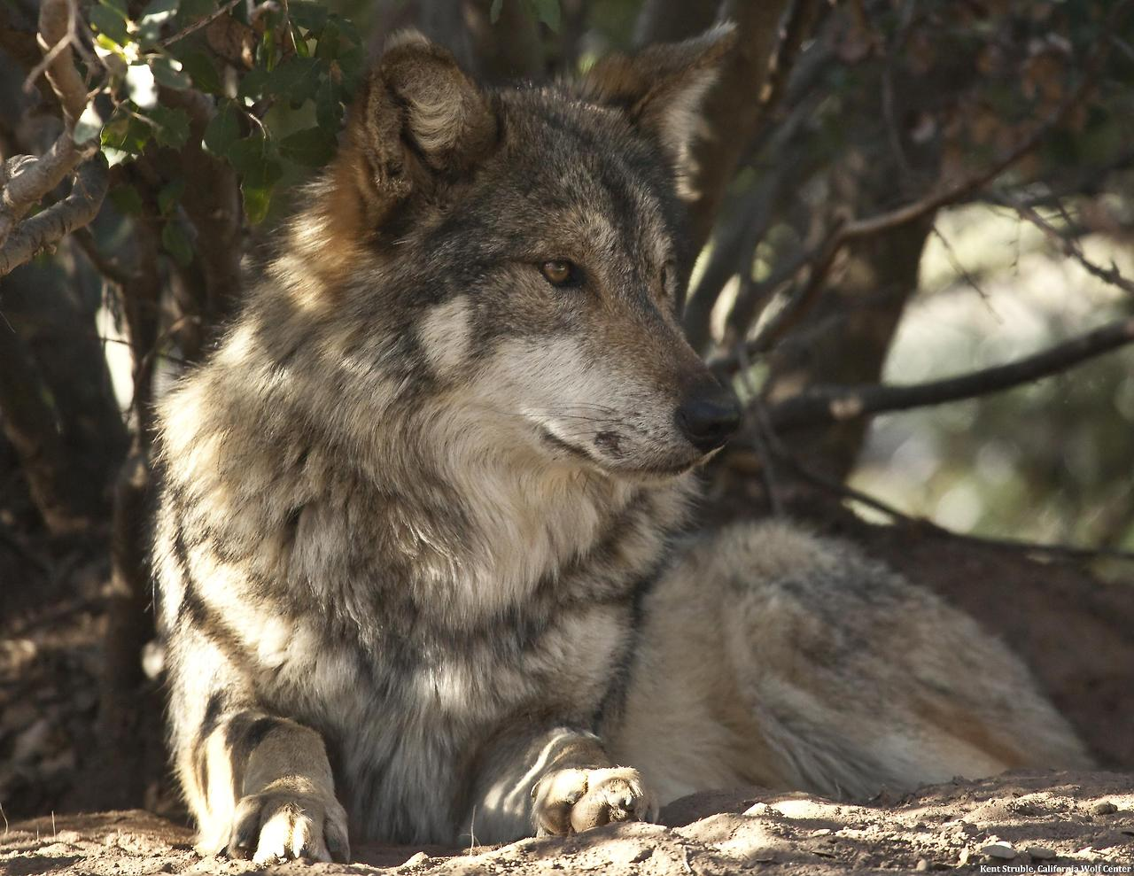 Серый волк дома. Серый волк canis Lupus. Таёжный волк. Canis Lupus baileyi. Таежный матерый волк.