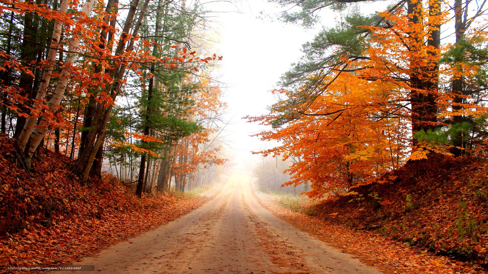 Дорога в лесу осень оранжевый