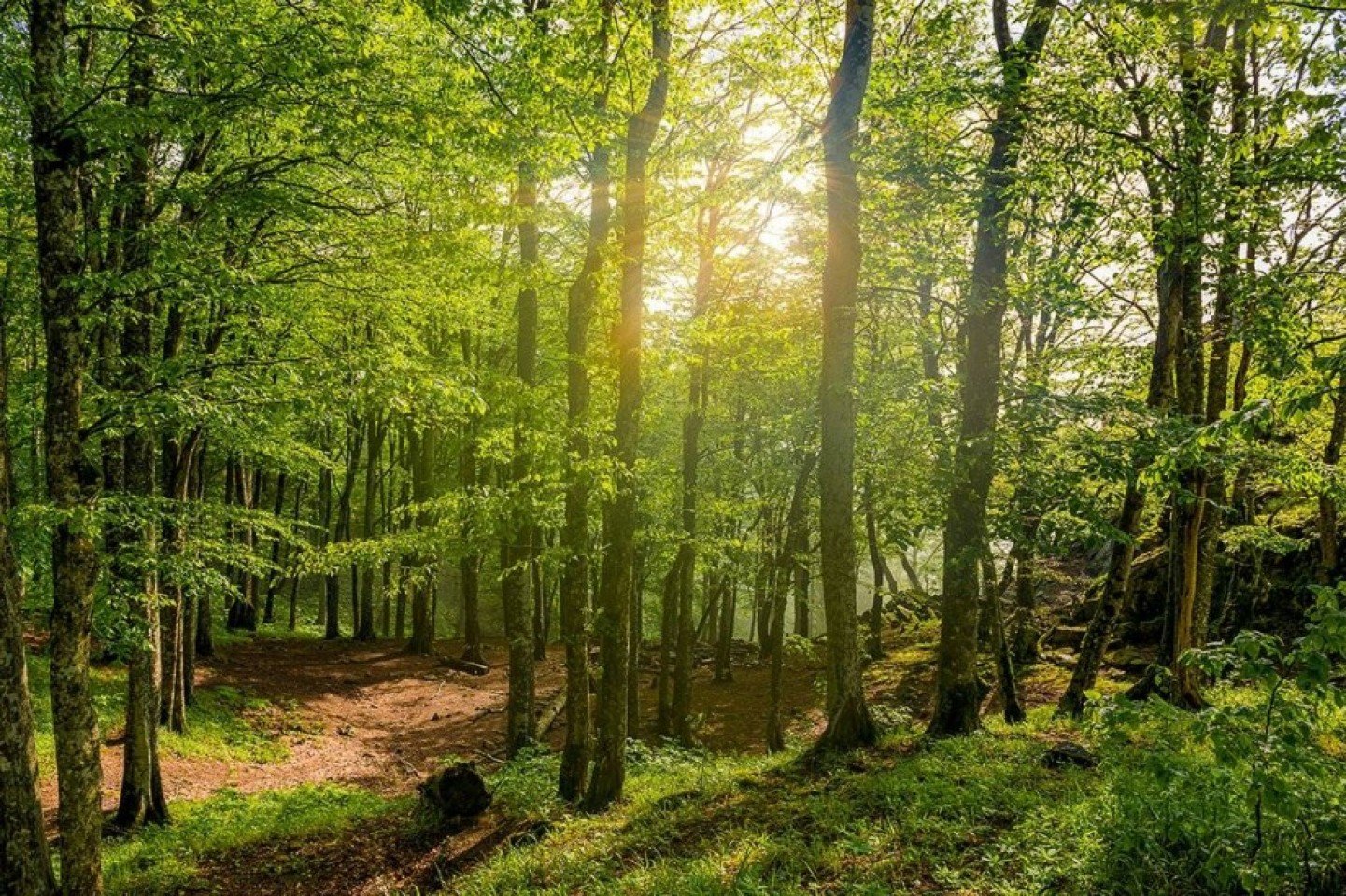 Разнообразие природы лесов. Широколиственный лес Кубани. Широколиственный лес Краснодарский край. Лесные ресурсы Краснодарского края. Лесные массивы Краснодарского края.