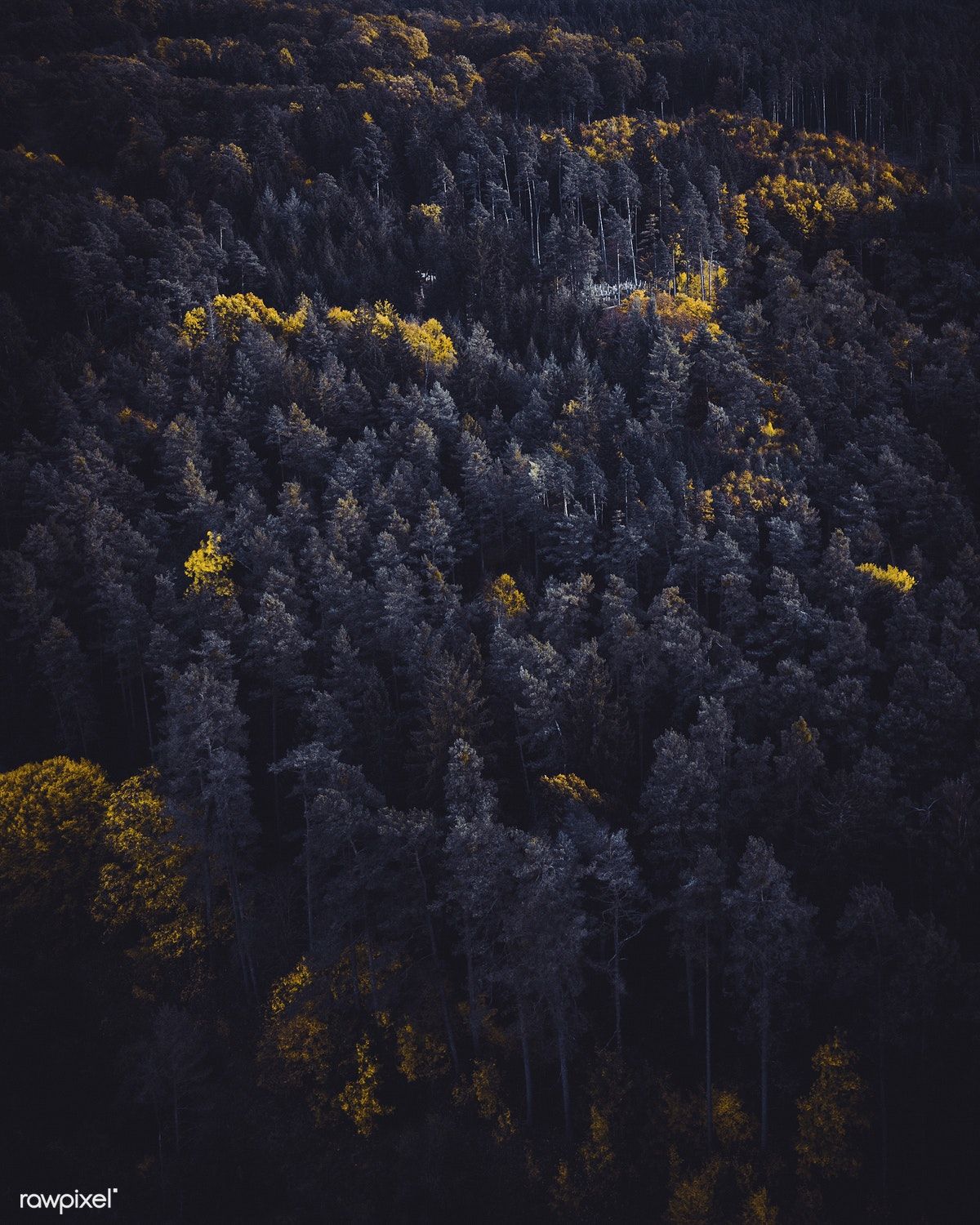 Липницкий лес Германия
