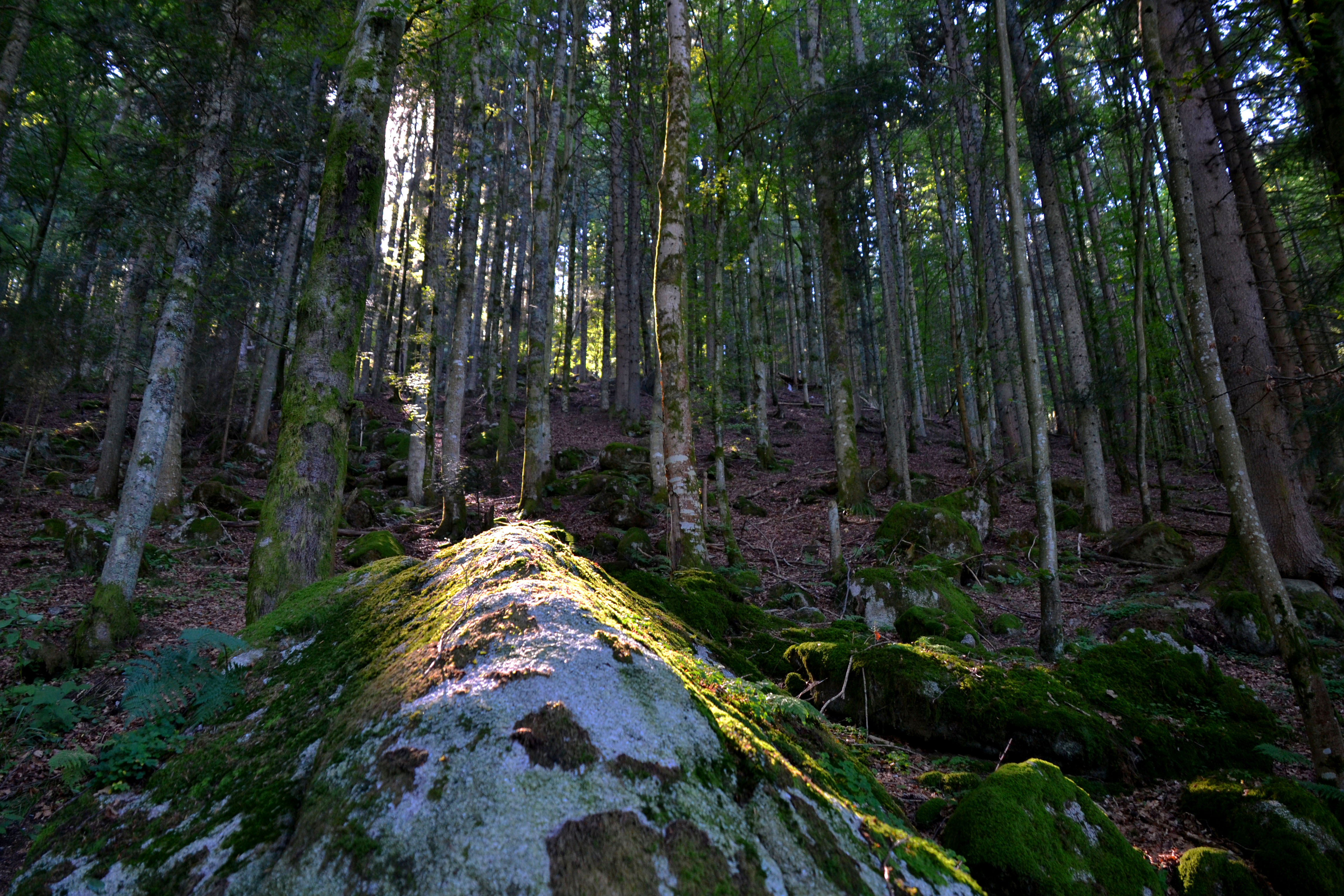 Черный лес в германии фото