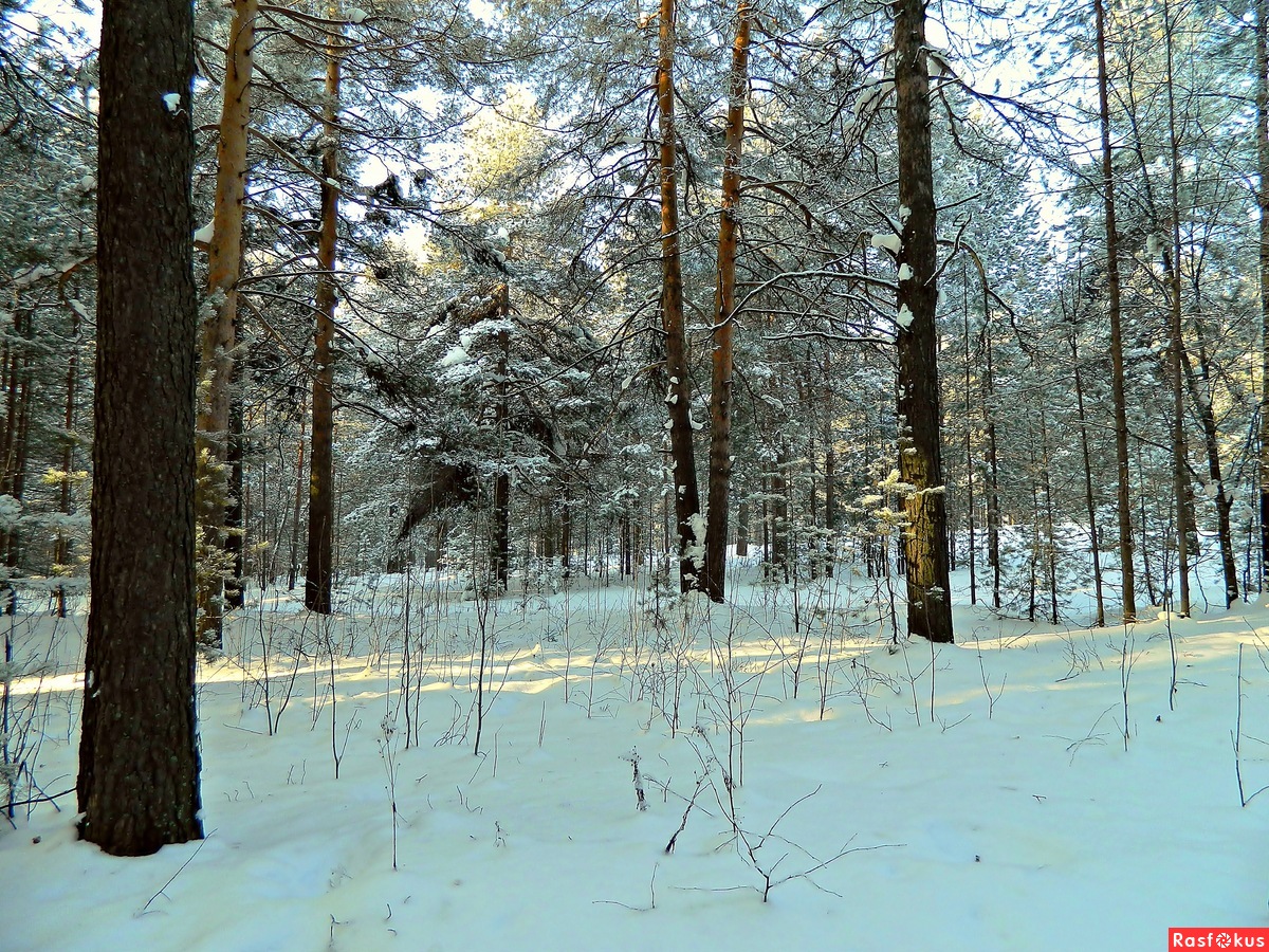Пейзажи Чернобыля февральский лес