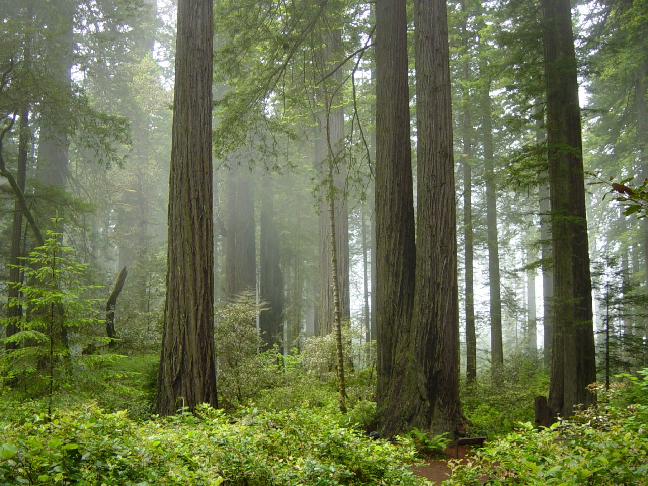 американские леса фото