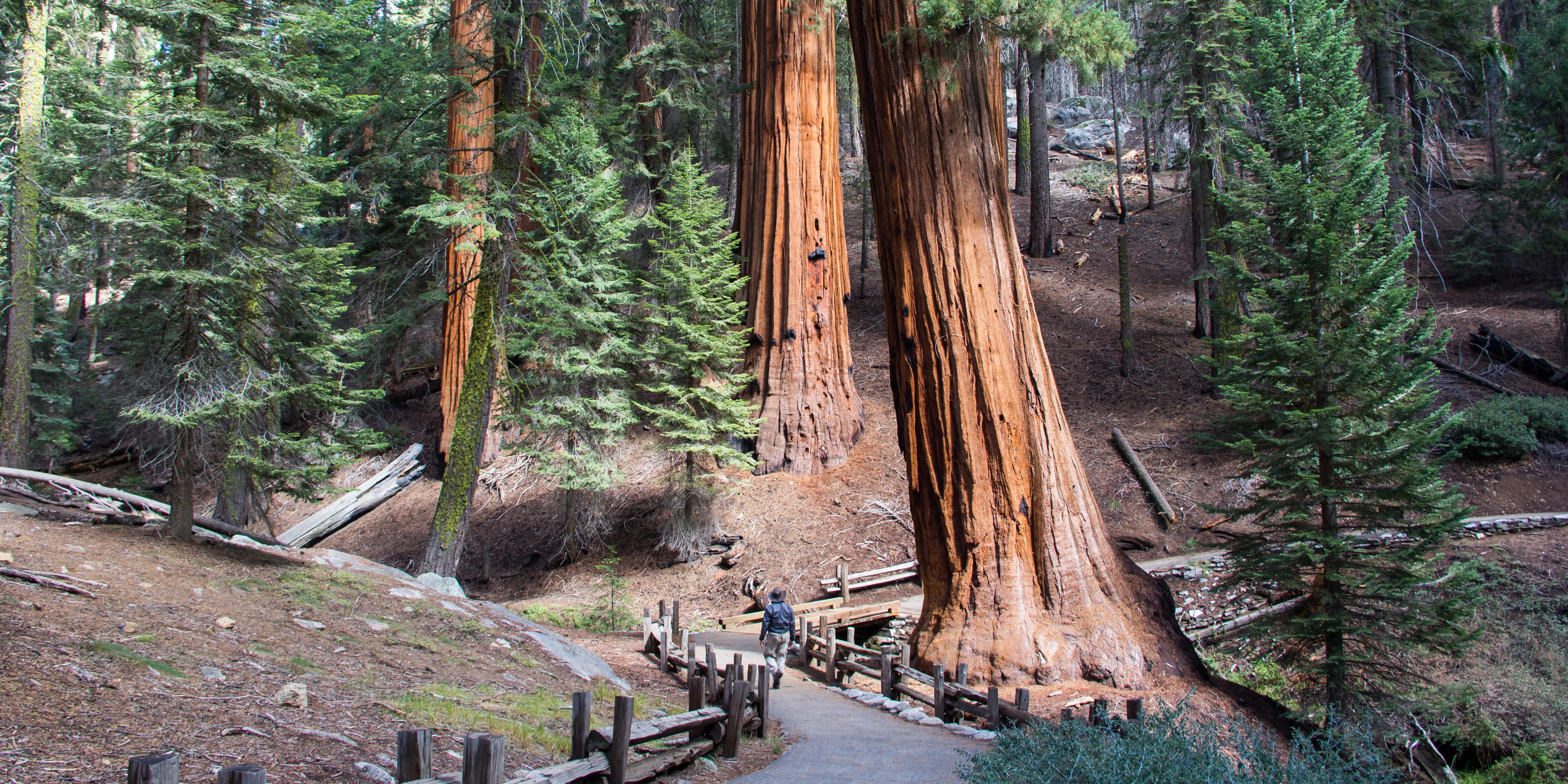 Хвойные америки. Парк Секвойя Калифорния. Секвойя дерево. Парк секвойи в Калифорнии. Национальный парк Секвойя США.