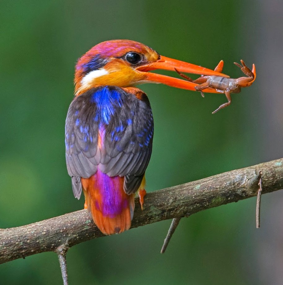 Тропическая птица Зимородок