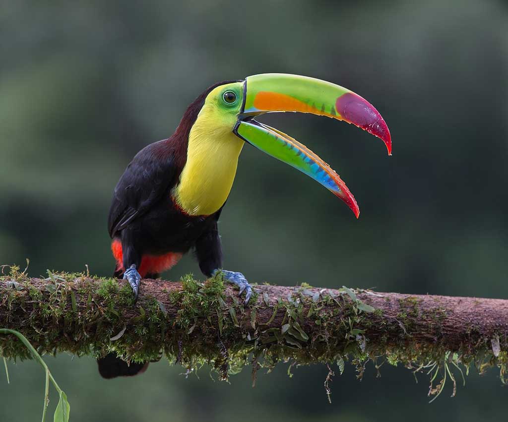 Южная америка птицы фото с названиями