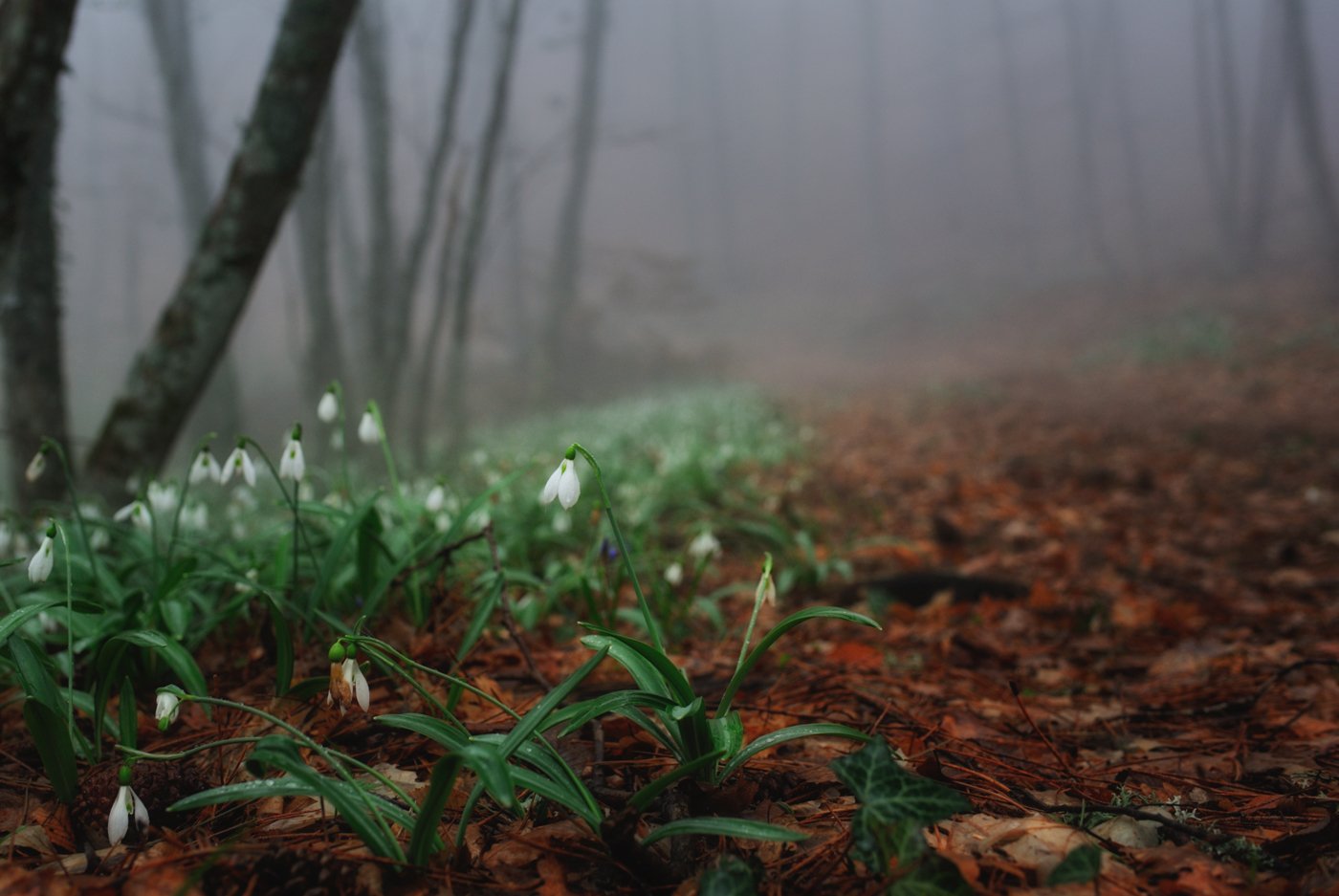 Весна лес туман