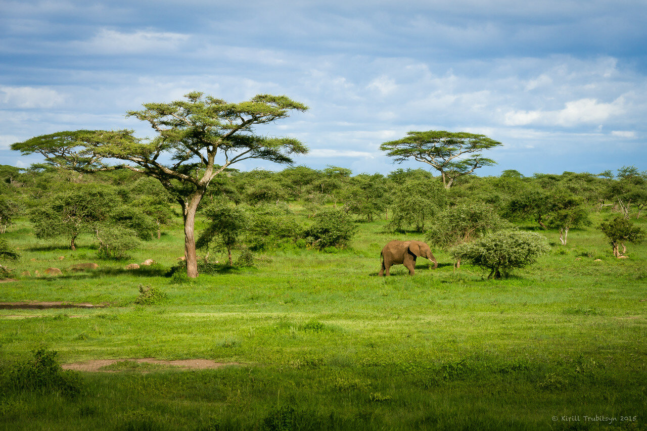 Серенгети Танзания тропический лес