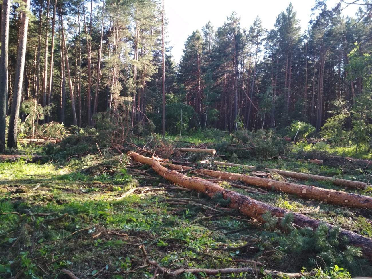 Вырубленный лес Красноярского края