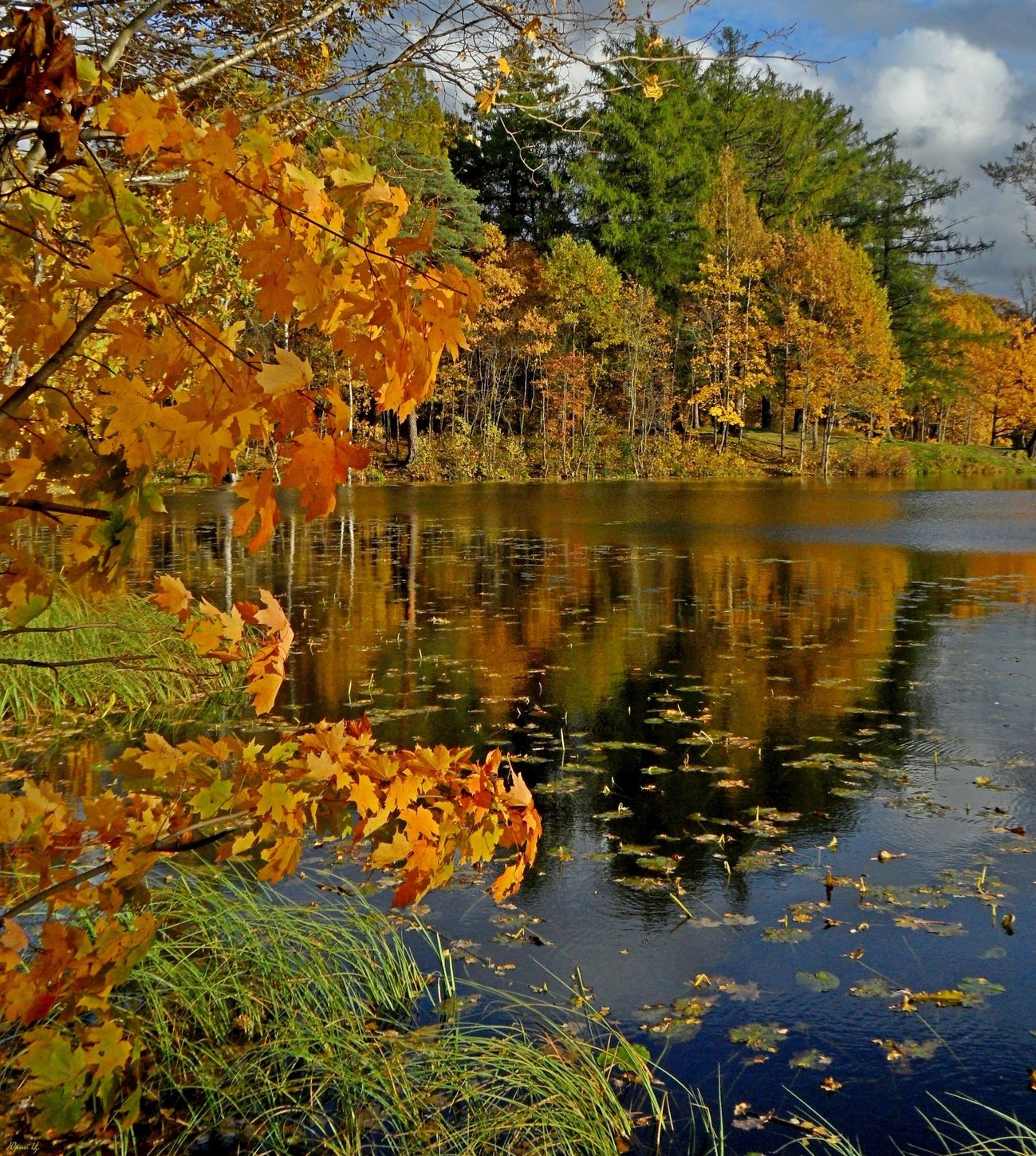 Где сейчас осень. Кленовая роща пруд озеро. Осенняя Кленовая роща. Кленовая роща Челябинск. Осиновая роща Пандо.