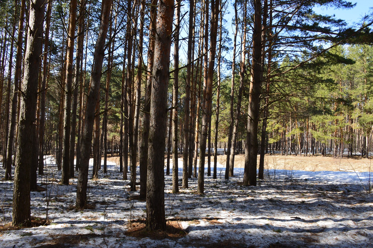 Сосновый лес апрель снег