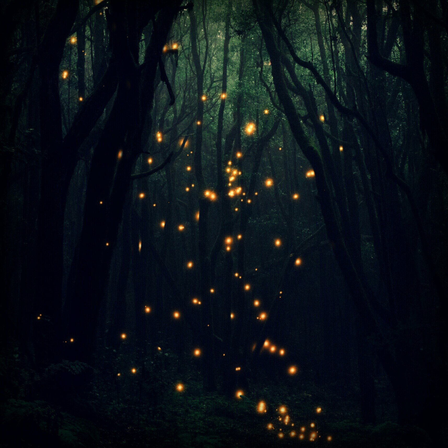 Светлячки в ночном лесу.