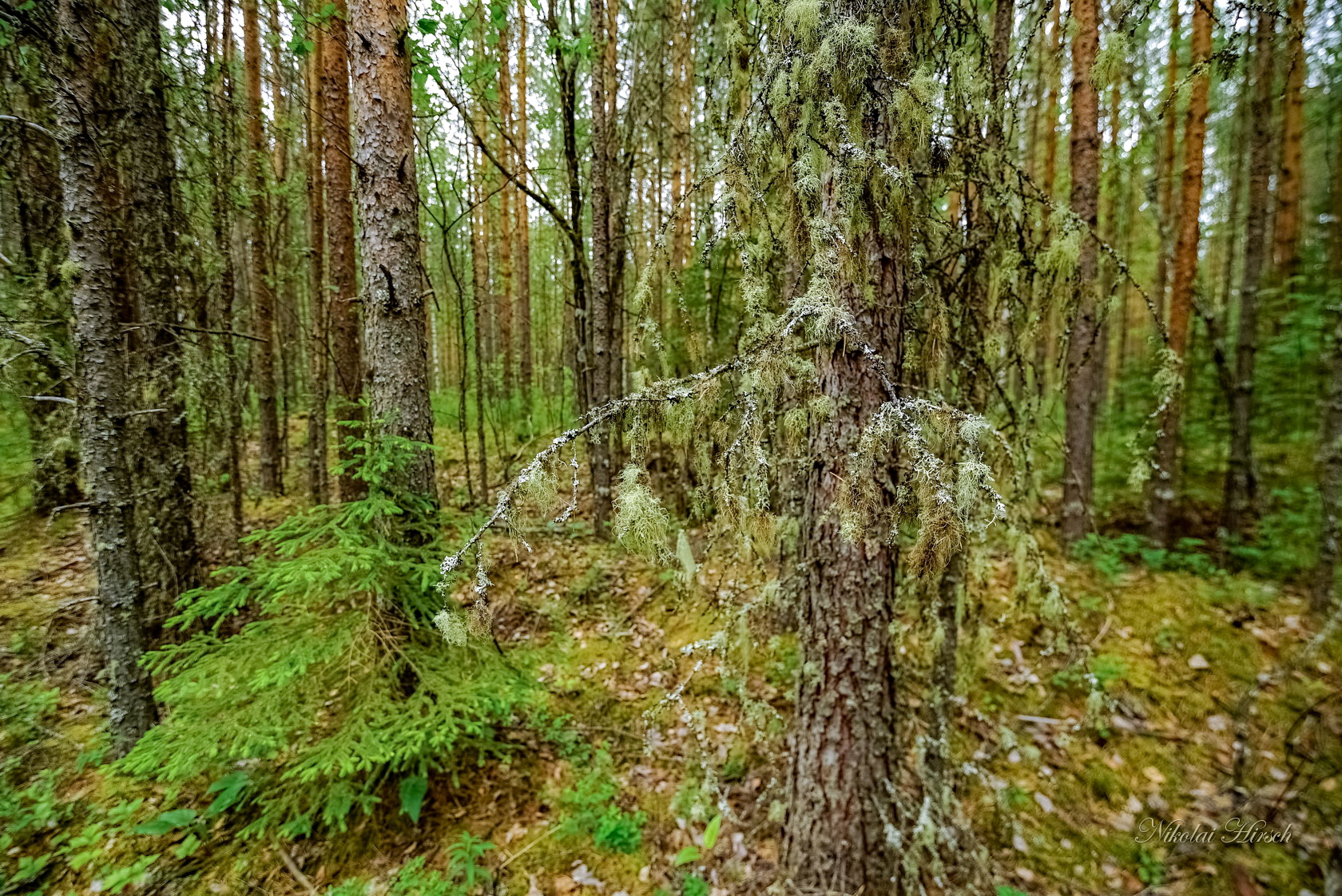 Мохово-лишайниковый лес