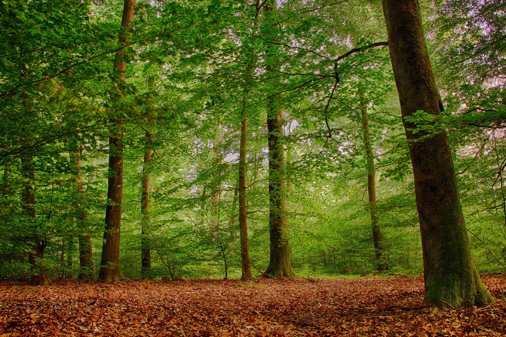 Буковый лес Люксембурга