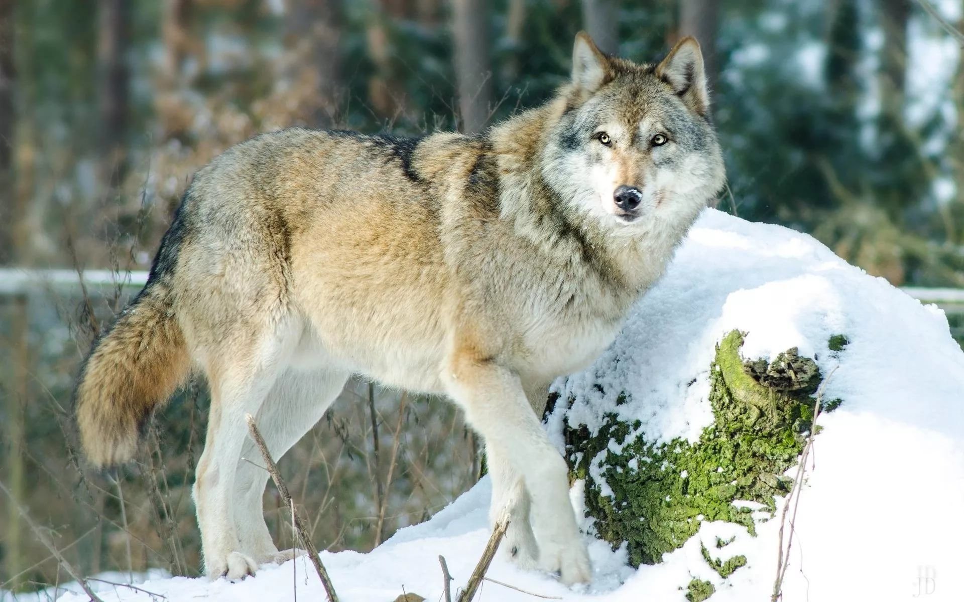Волк зимой в лесу (65 фото) »