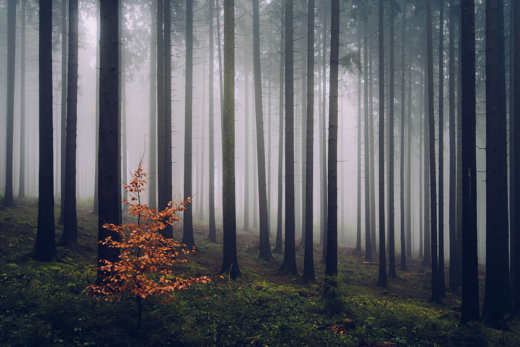 Эстетика туманного леса