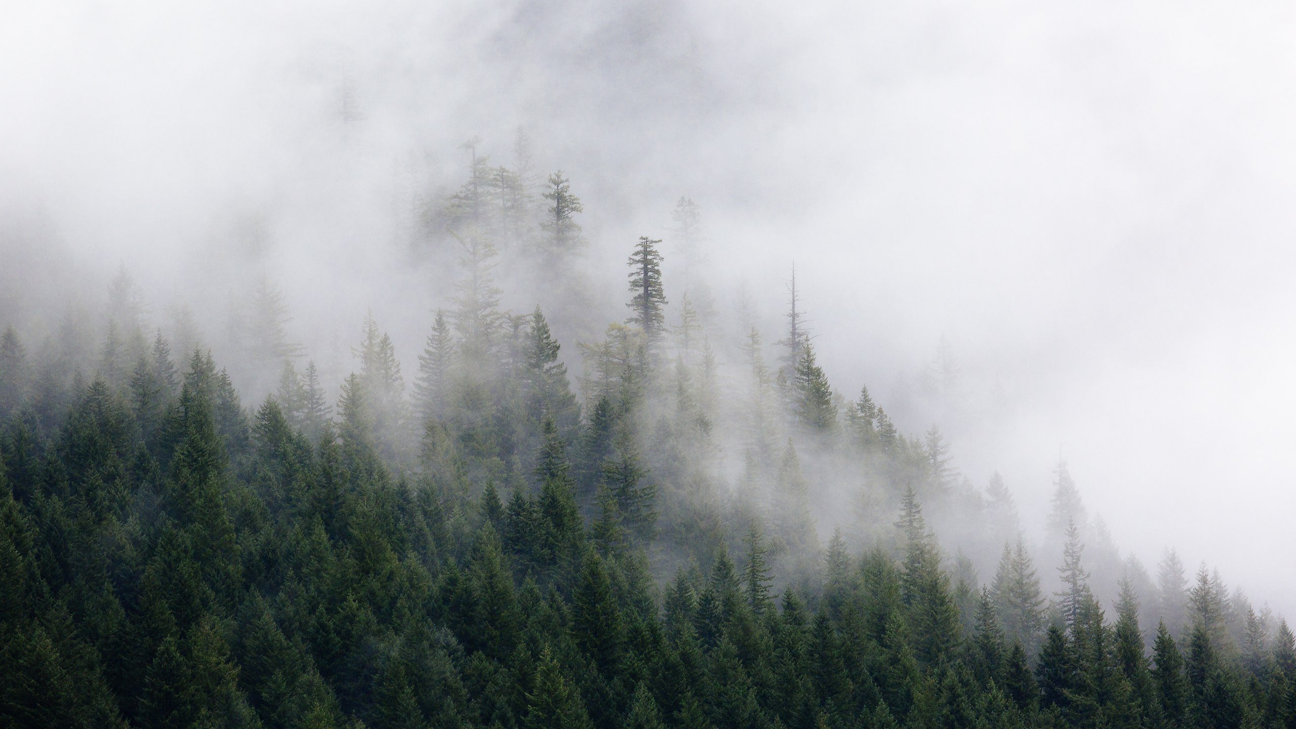 Туманный лес Линчевский