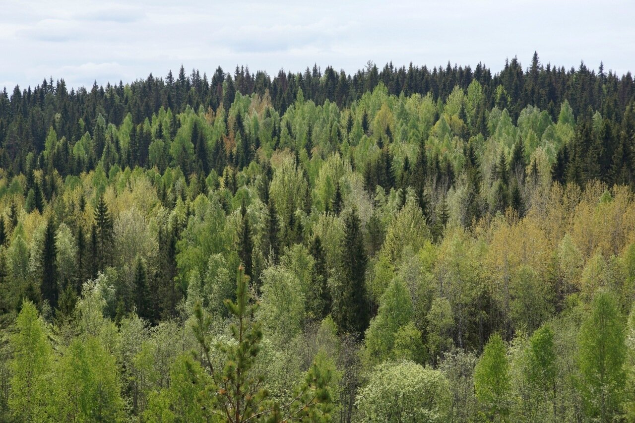 Лиственный лес Карелия