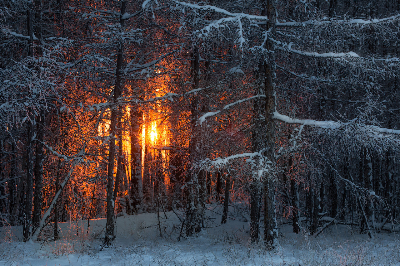 Якутский лес зимой