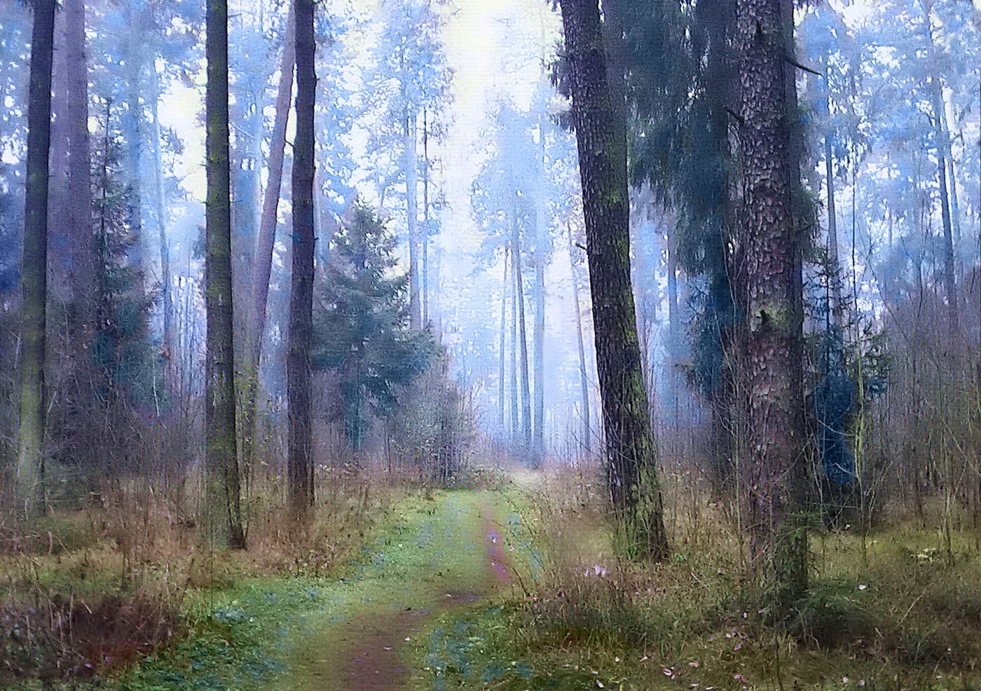 Тропинка в Сосновом лесу с синим туманом