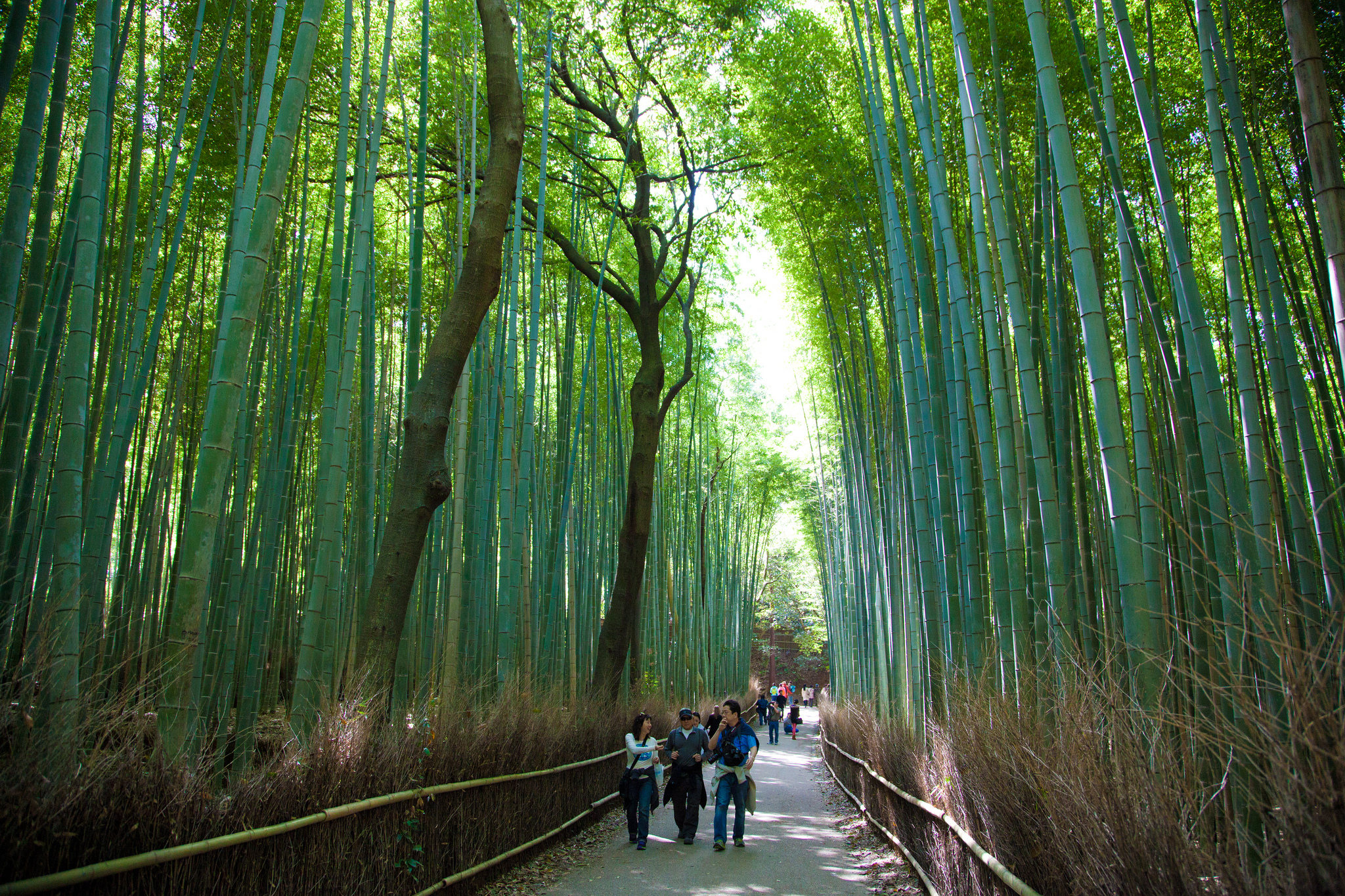Бамбуковый парк, Киото, Япония