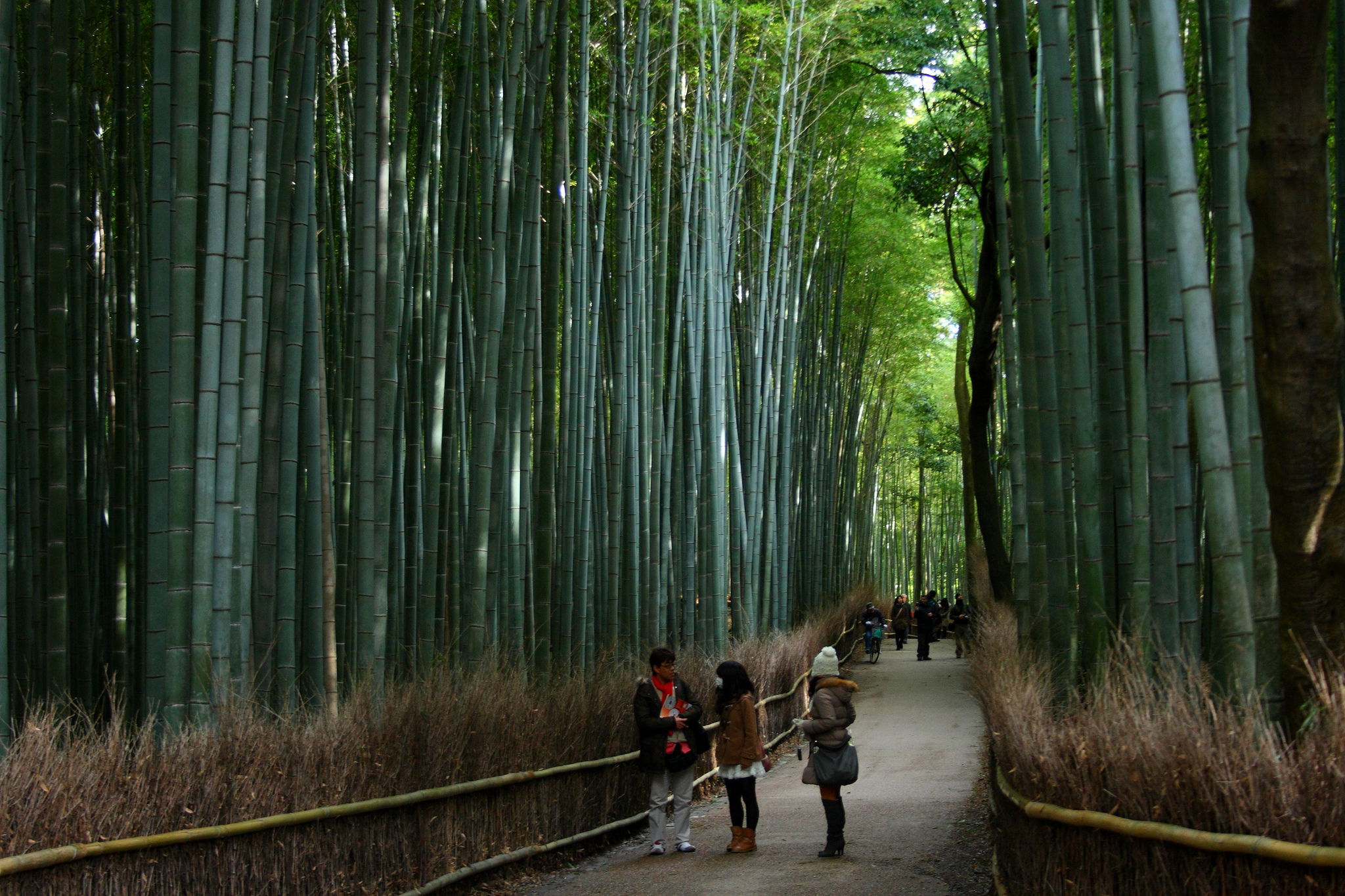 Бамбуковая роща Сагано (Япония)