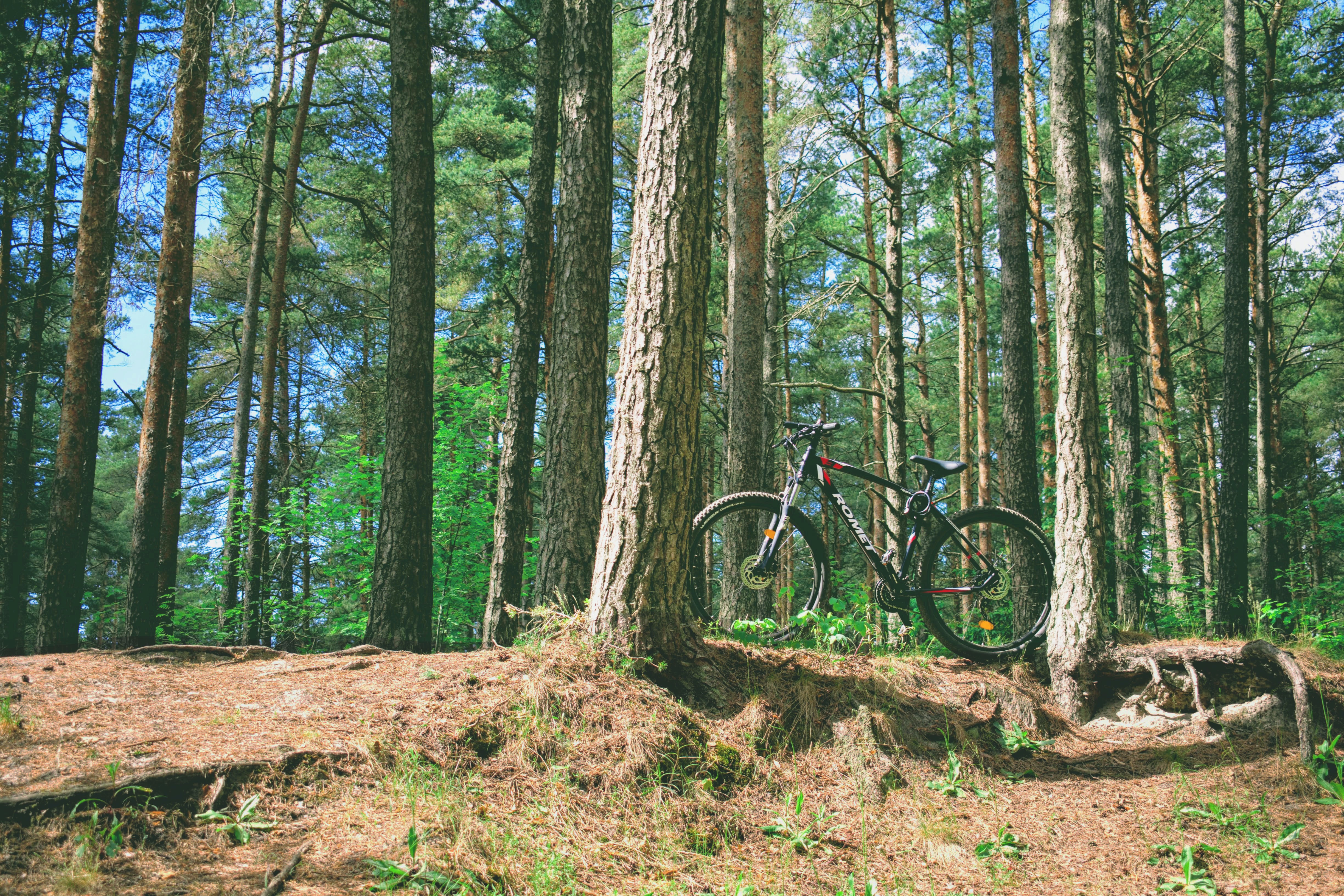 Горный велосипед в лесу