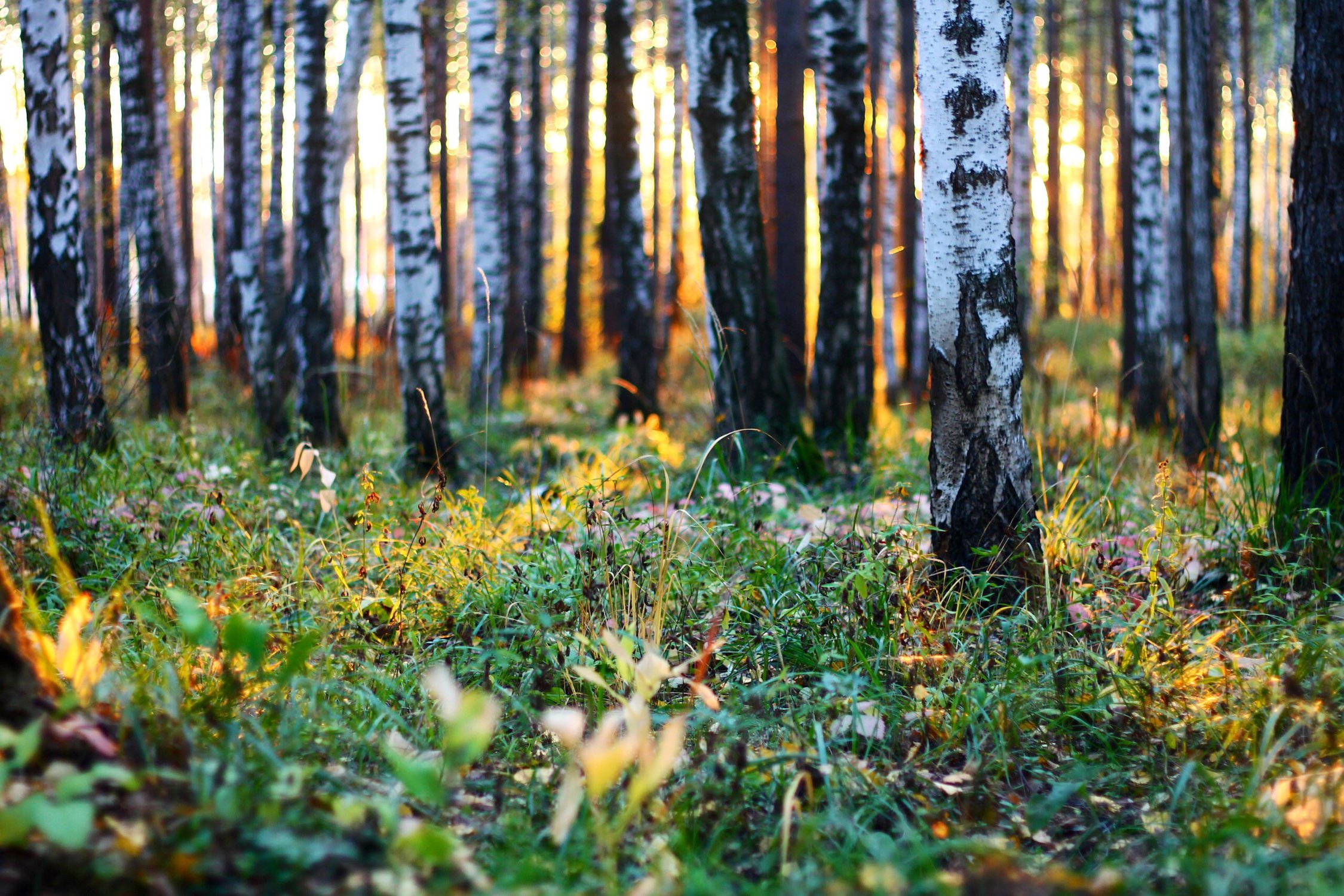 Южный Урал природа лес