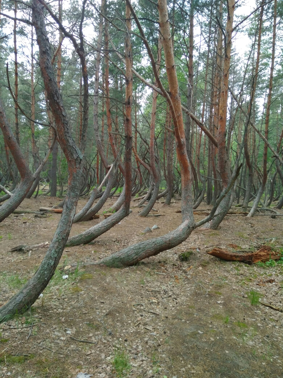 Шилово пьяный лес Рязанской области