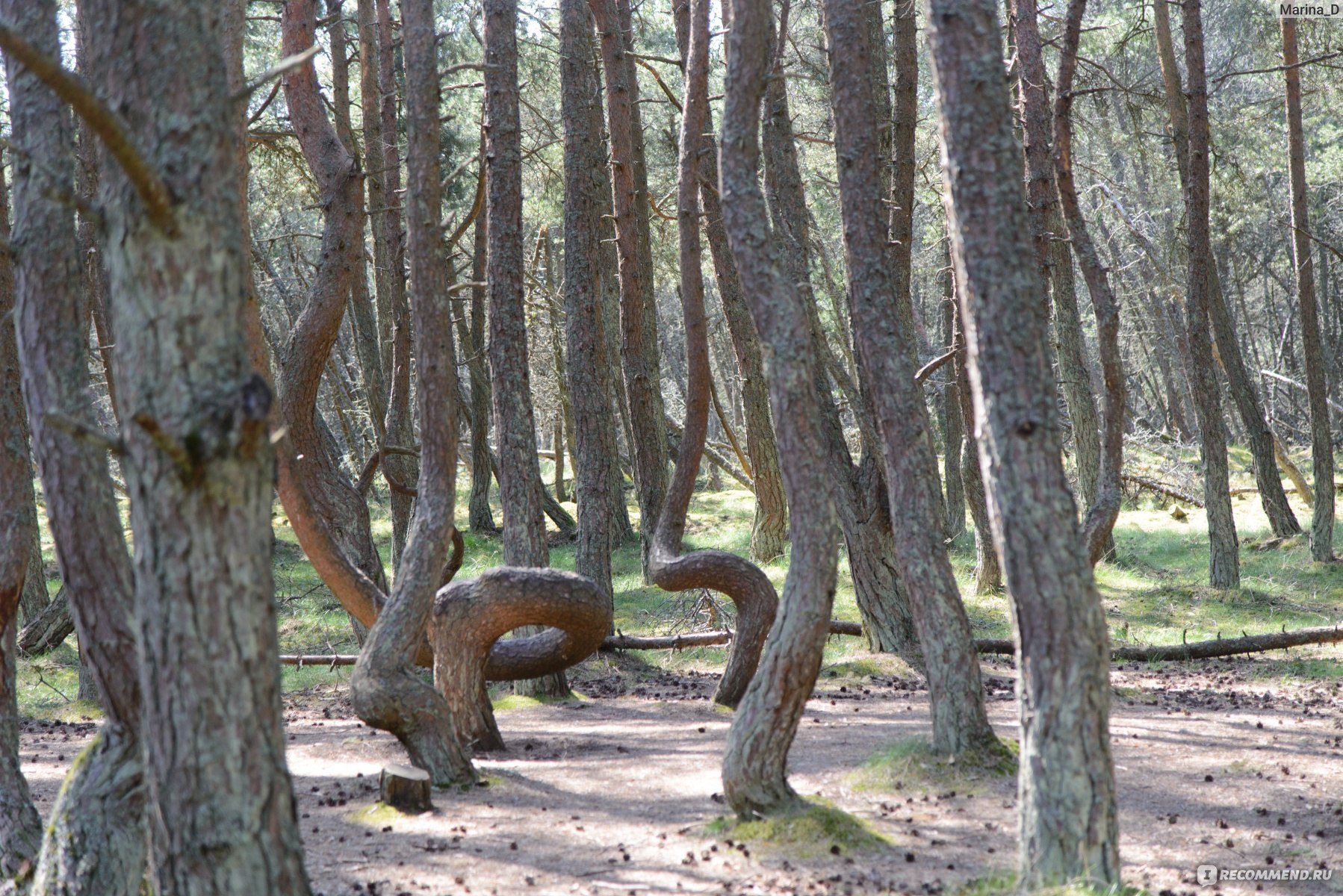 Пьяный лес в Шиловском районе Рязанской области