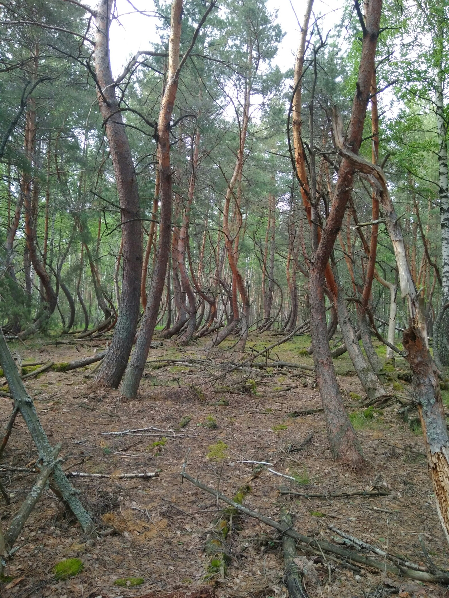 Ведьмин лес Шилово