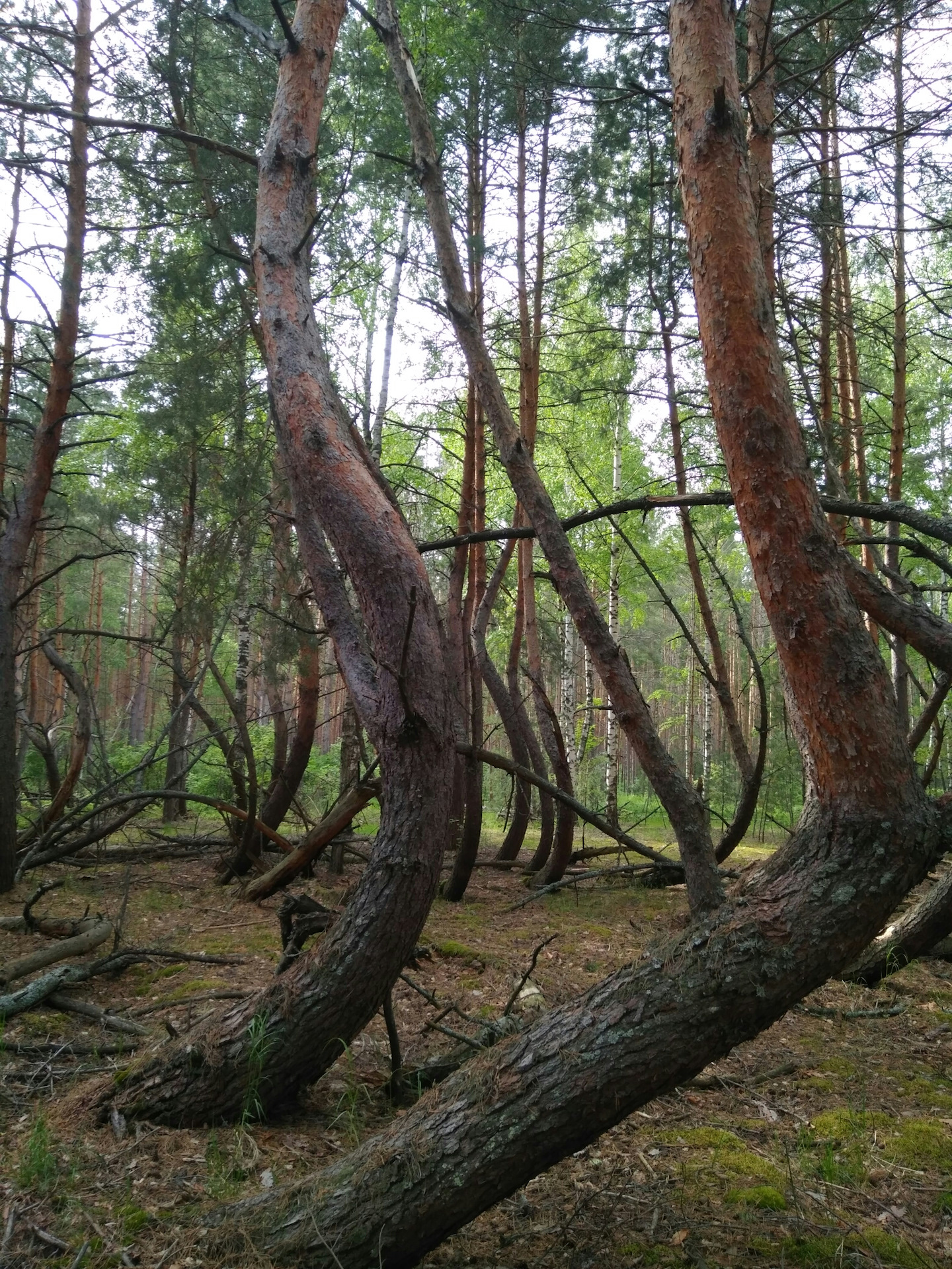 поселок лесной рязанской области шиловского района фото