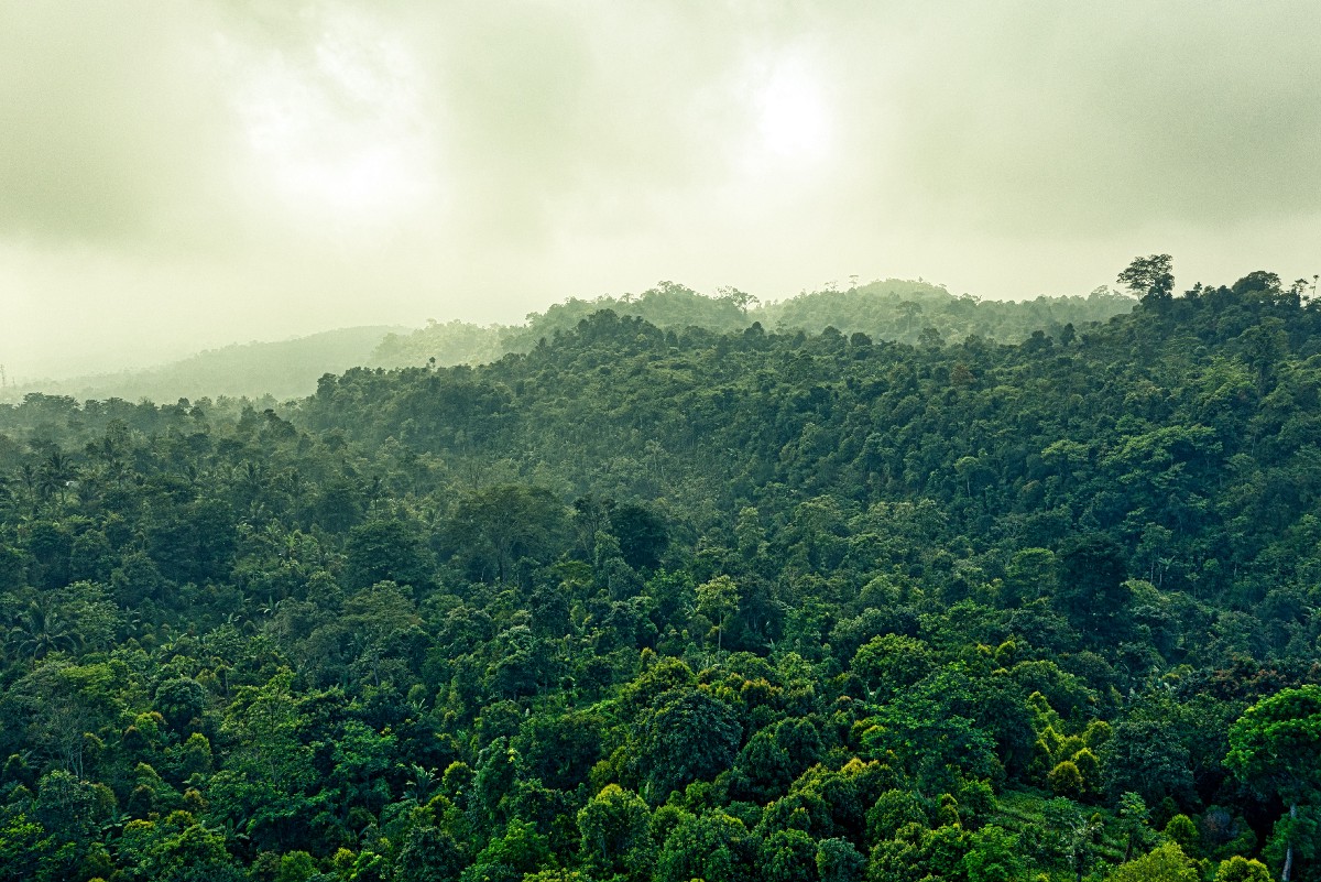 Растения тропического леса Индии