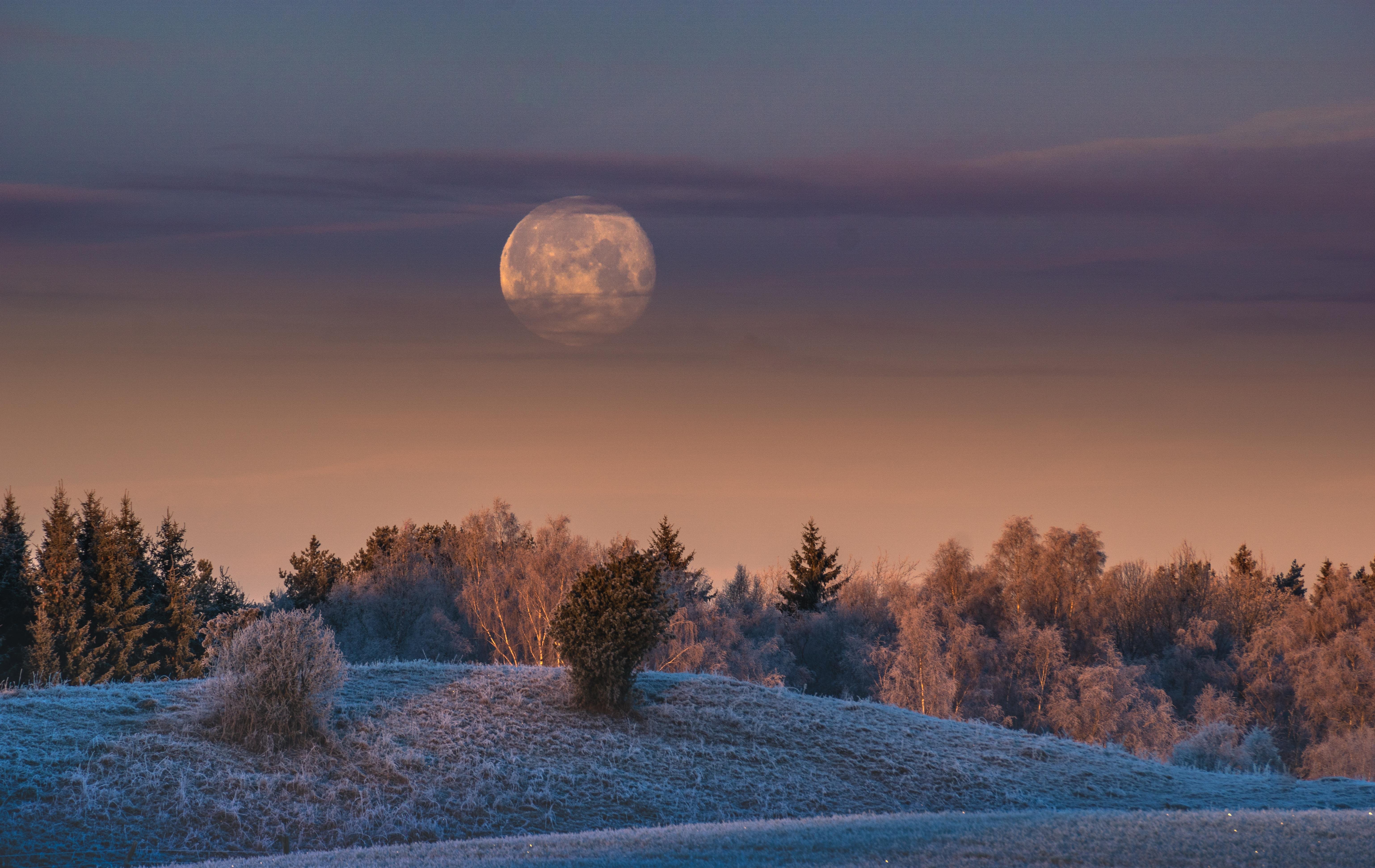 Зимний лес Луна