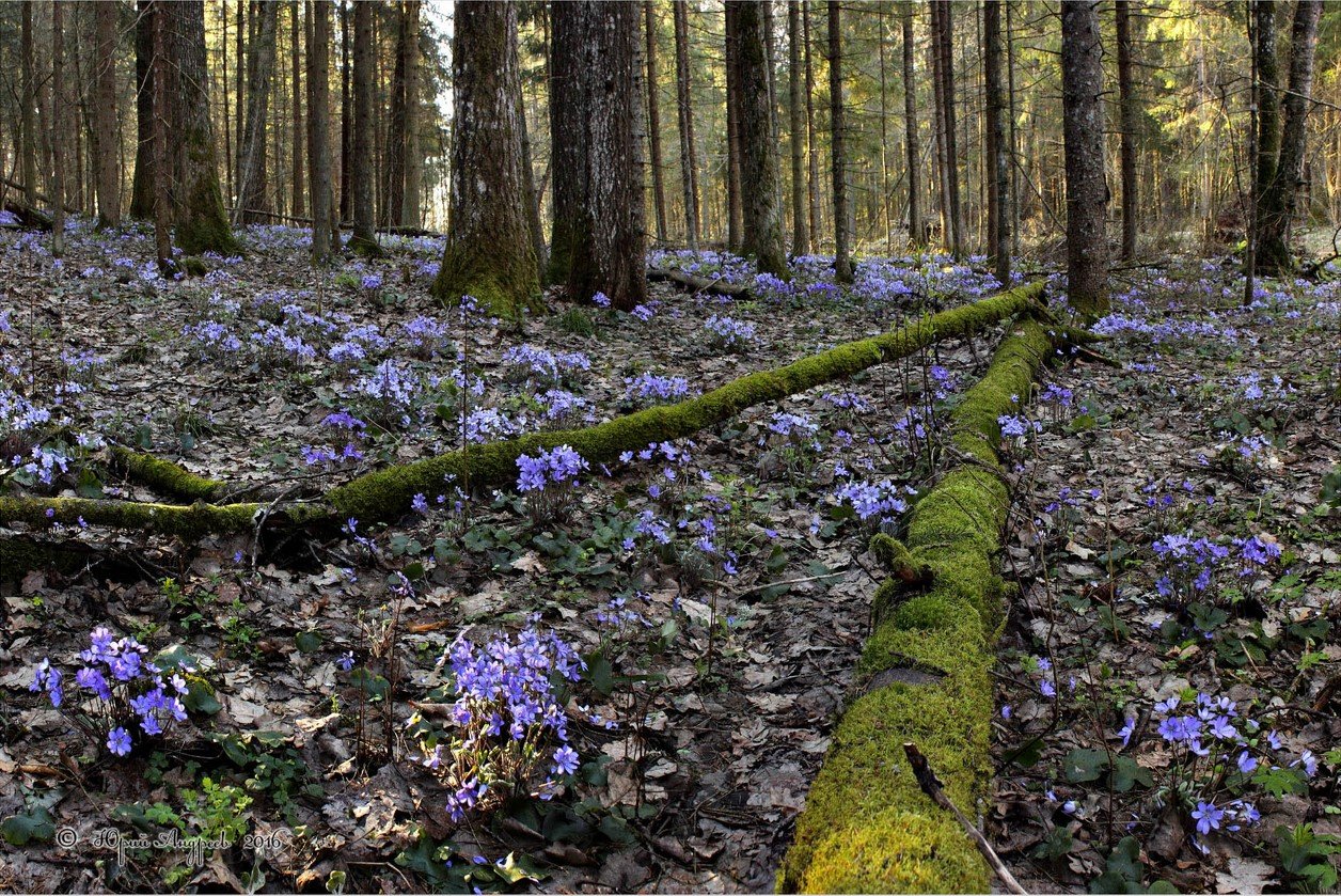 Печеночница цветок в лесу