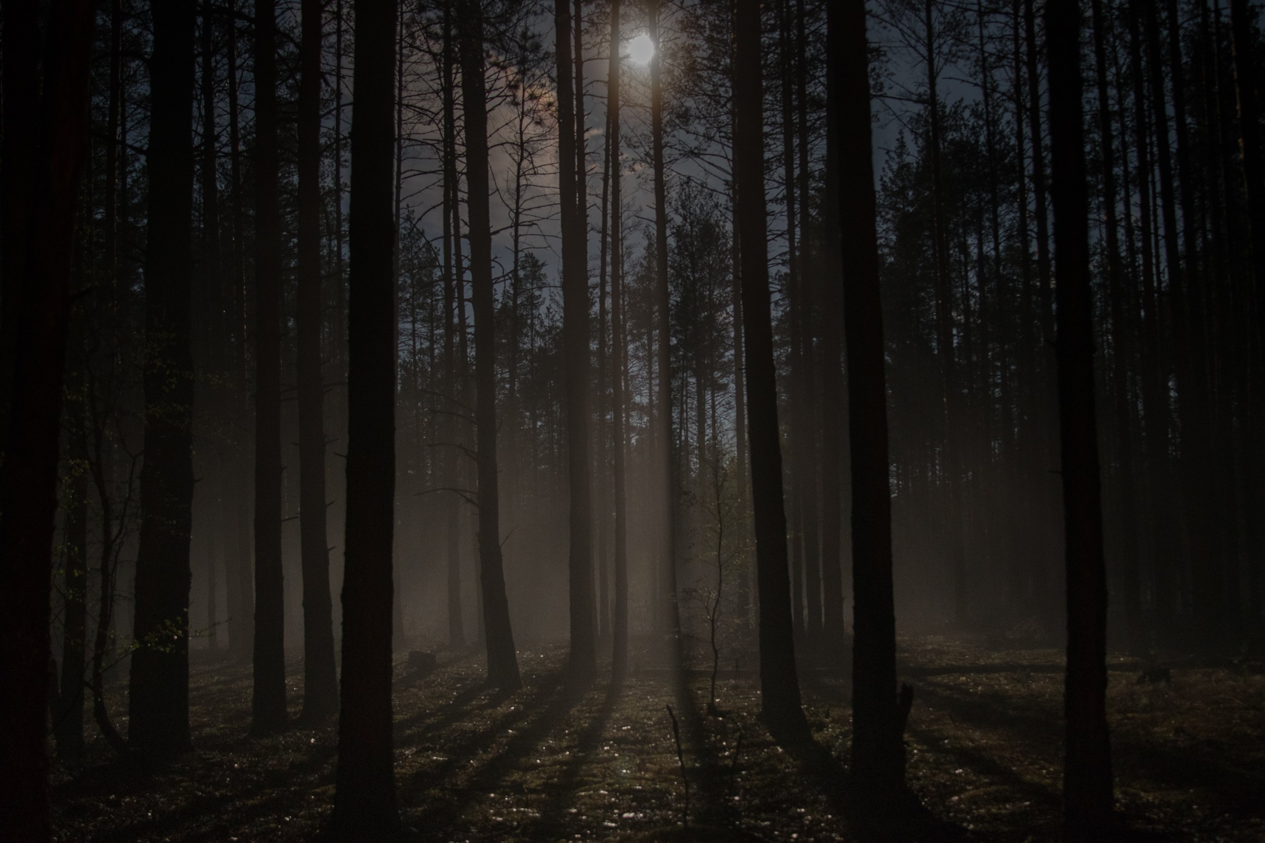 Лес Ночью