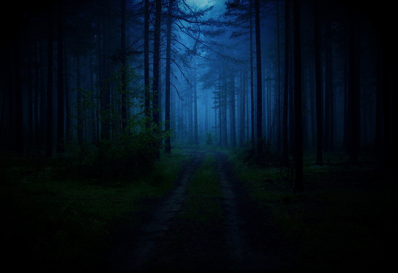 Лес ночью фото без фотошопа