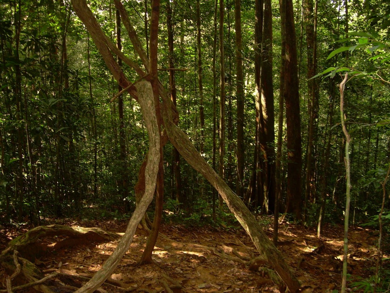 Дождевой лес Синхараджа Шри Ланка