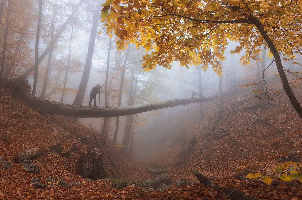 Осенний буковый Крымский лес в тумане